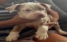 English Bulldog dogs for sale: Puppies for sale - Image 10