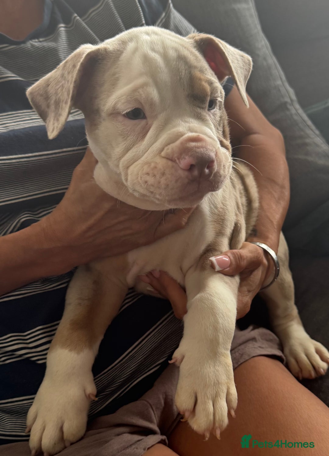 English Bulldog dogs for sale: Puppies for sale - Image 10