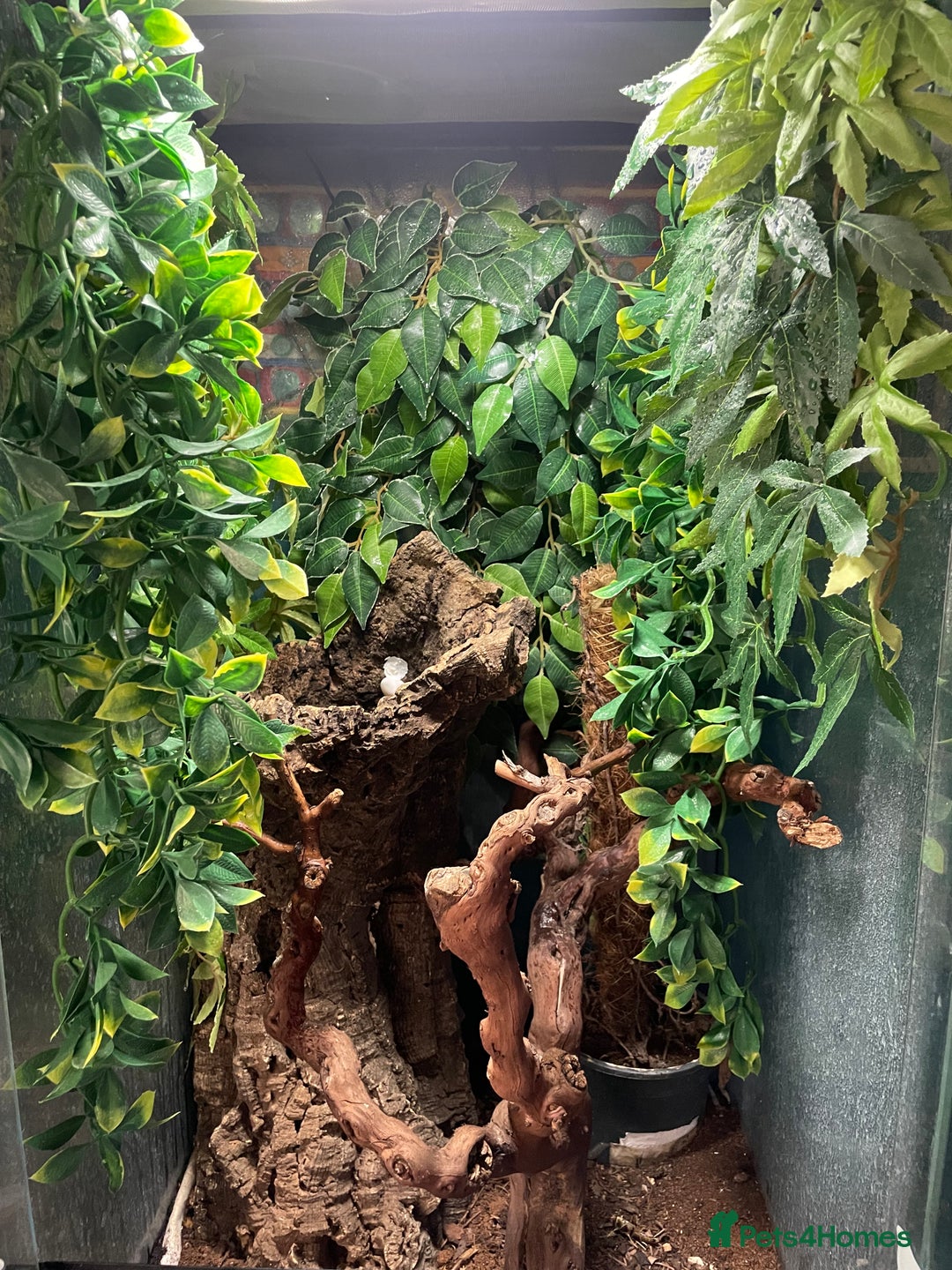 Gecko reptiles for sale: Tokay gecko  - Image 2