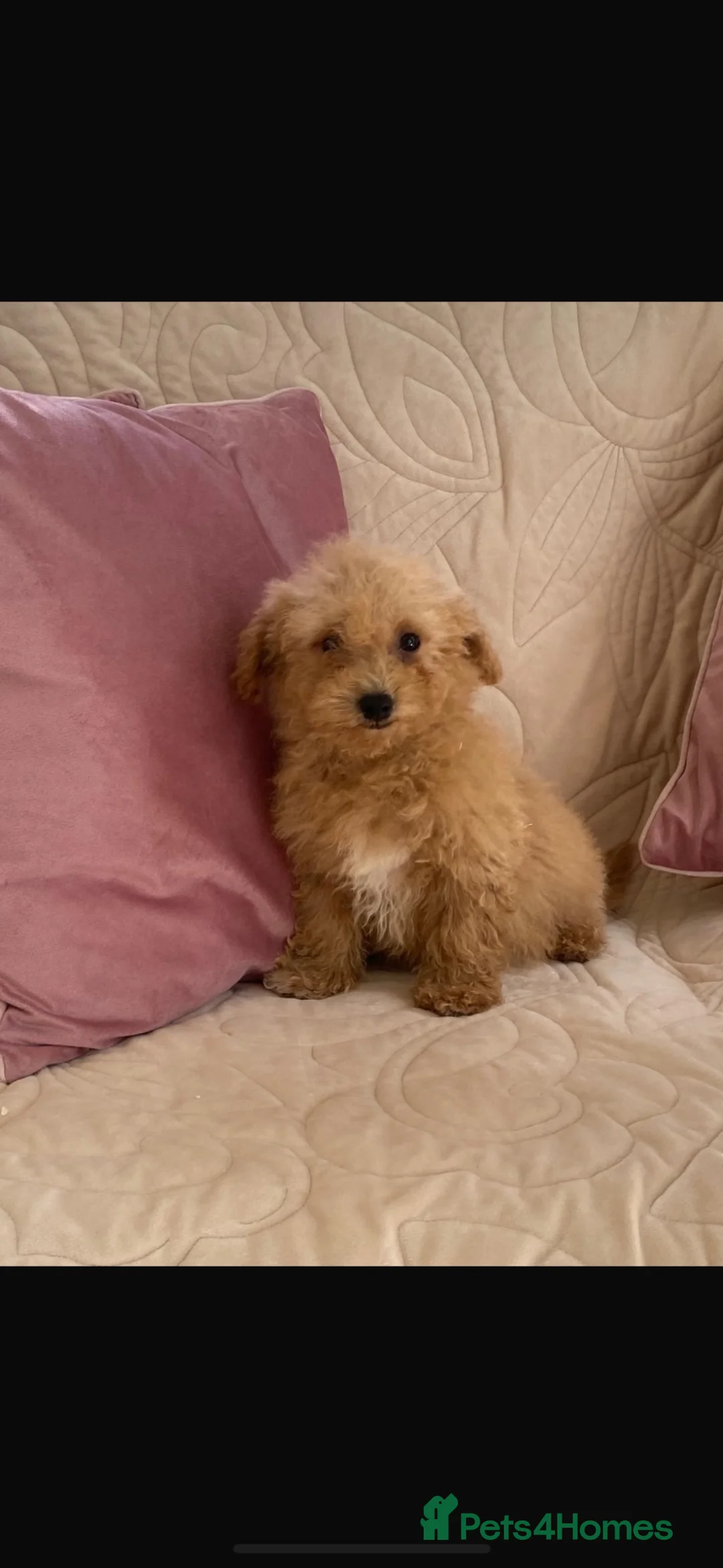 Cavachon dogs for sale: Beautiful f1 cavachon girls  - Advert 14