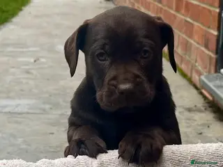 Cockerdor dogs Cockerdor Puppies - Family raised - Advert 6