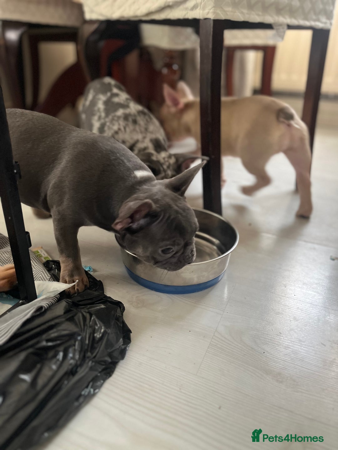 French Bulldog dogs for sale: 🚨🚨adorable Frenchie pups, cheapest prices 🚨🚨 - Image 36
