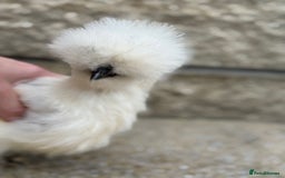 Chickens poultry for sale: Silkie Bantams - Image 12