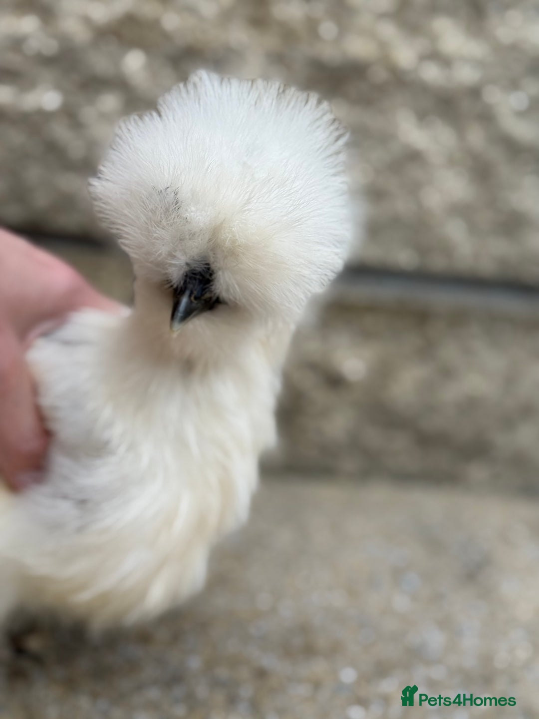 Chickens poultry for sale: Silkie Bantams - Image 12