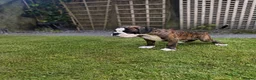 Boxer dogs for sale: Outstanding puppies - best pedigree 73 champions - Advert 2