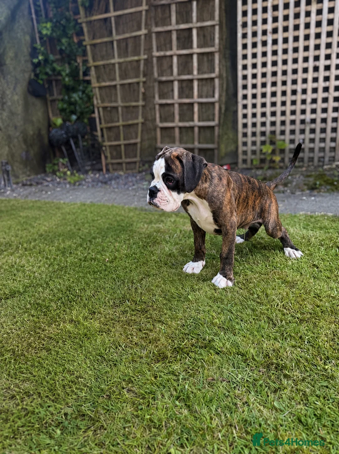 Boxer dogs for sale: Outstanding puppies - best pedigree 73 champions - Advert 2