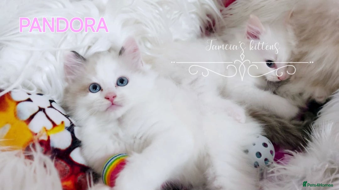 Ragdoll cats for sale: BEAUTIFUL CROSS RAGDOLL/PERSIAN 😻😻😻😻 - Image 13