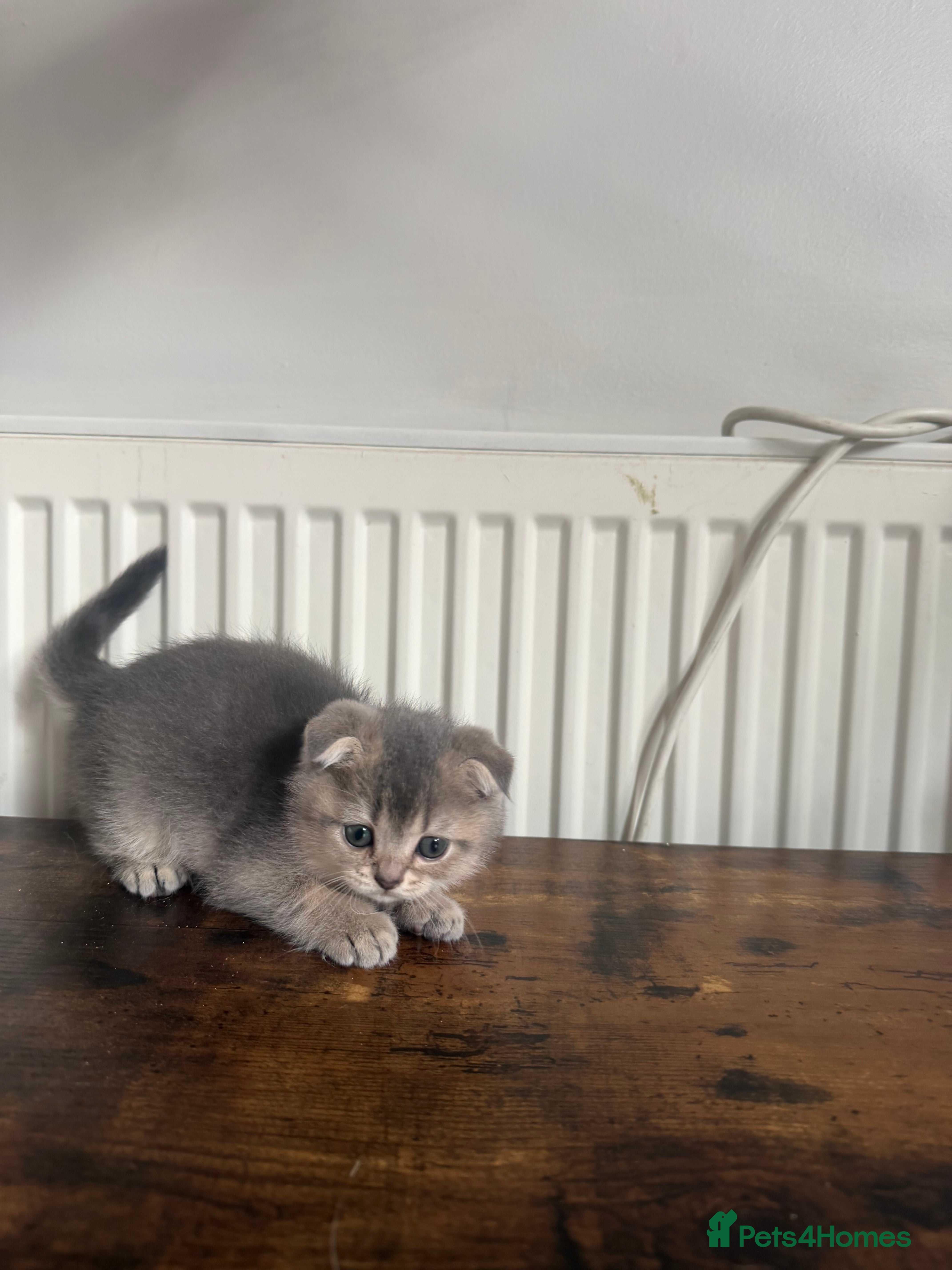 Scottish Fold cats Scottish Food  - Advert 1