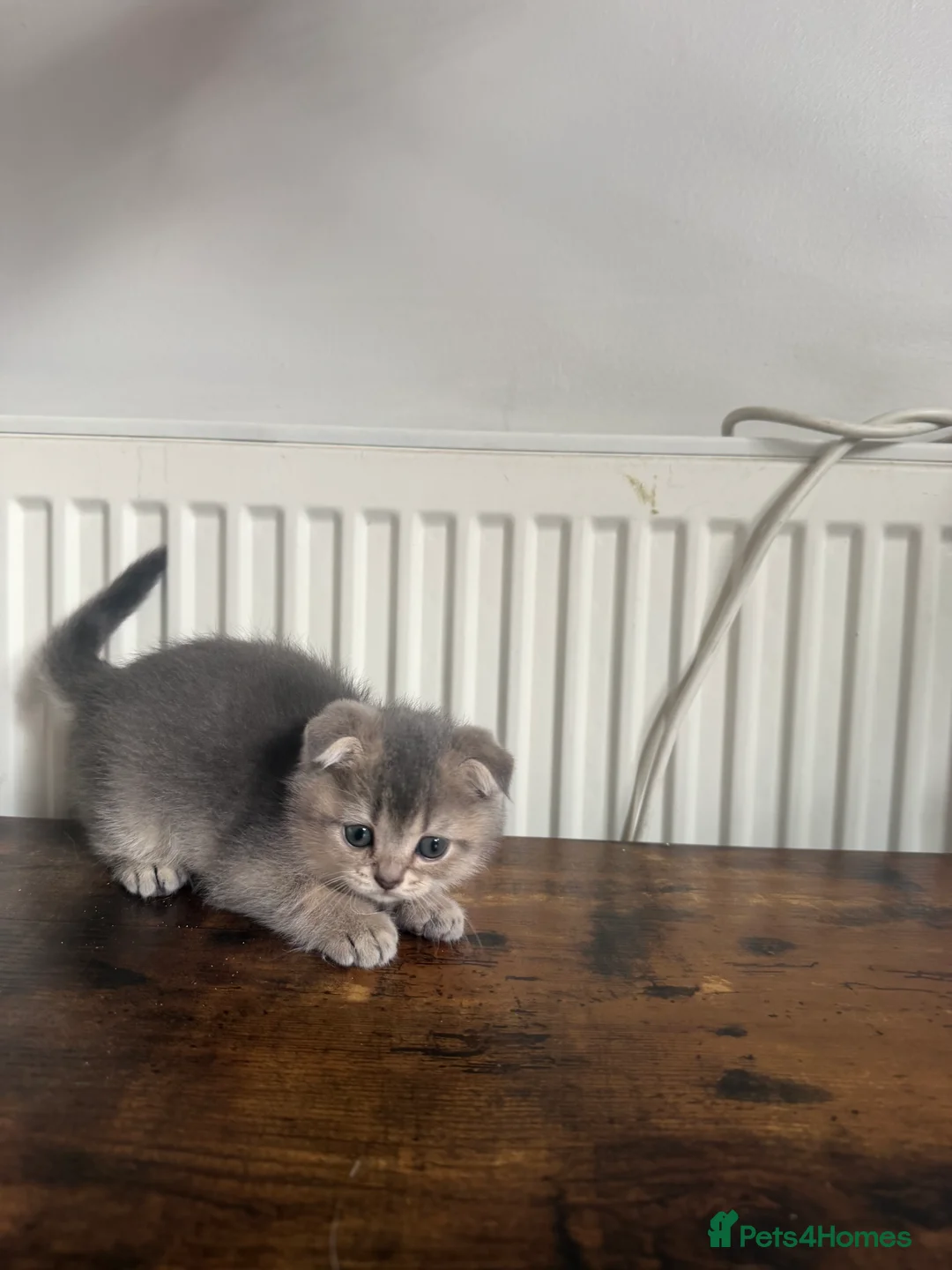 Scottish Fold cats for sale: Scottish Food  - Advert 1