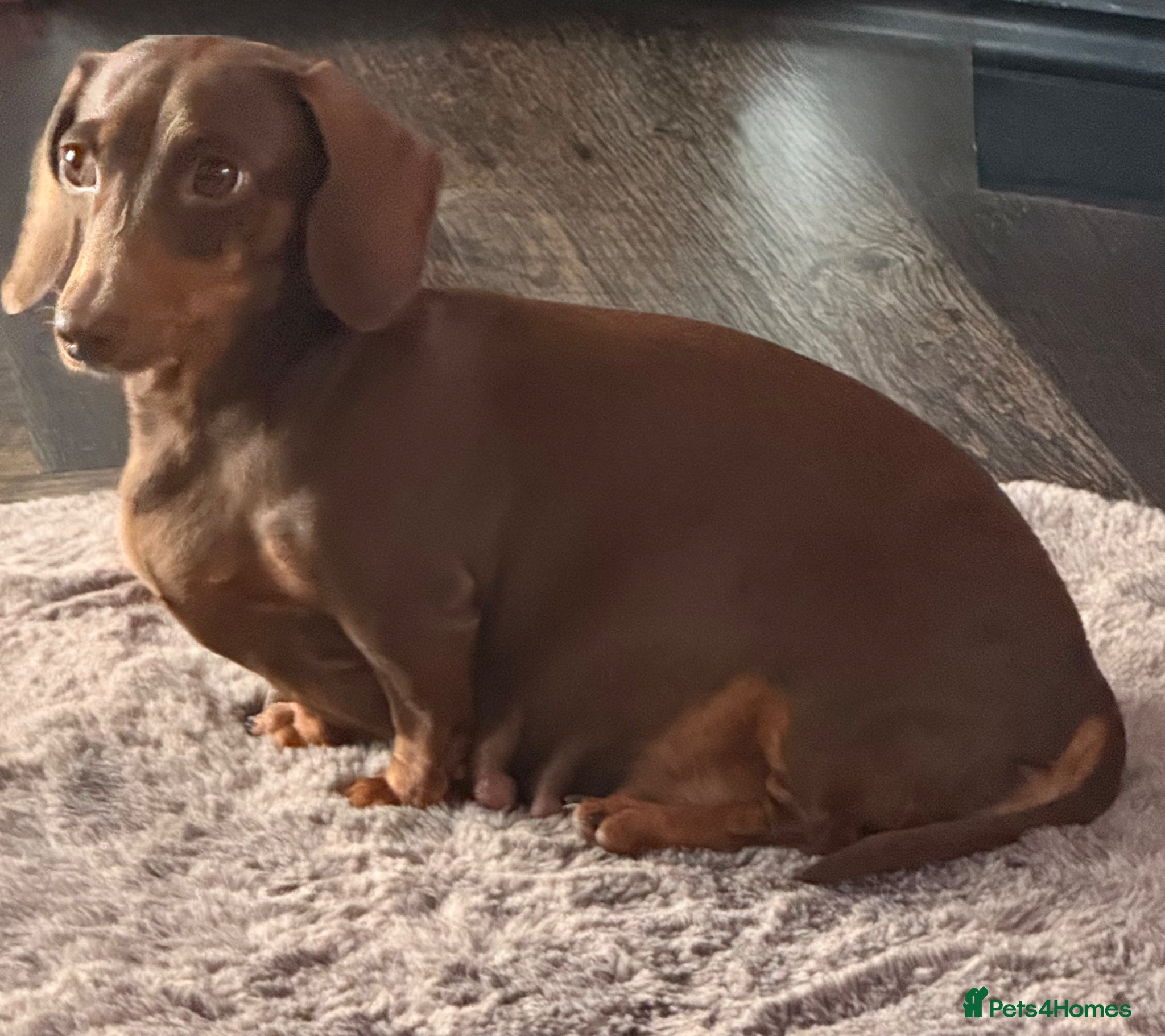Miniature Dachshund dogs Miniature Dachshund KC registered - Advert 1