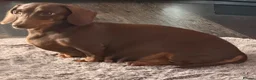 Miniature Dachshund dogs for sale: Miniature Dachshund KC registered in Burry Port - Advert 1