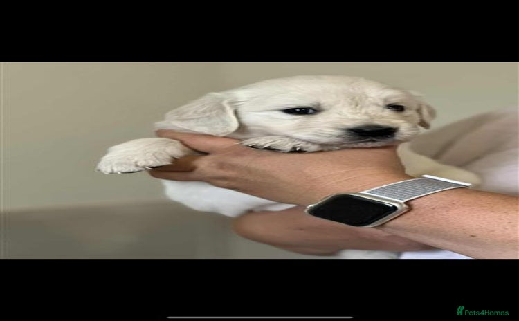 Golden Retriever dogs - Advert 3