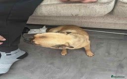 Chug dogs for sale: Pug x chuawauwa  - Image 3