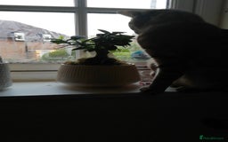 Domestic Shorthair cats for sale: Two loving young Bengal Mix Sisters - Image 13