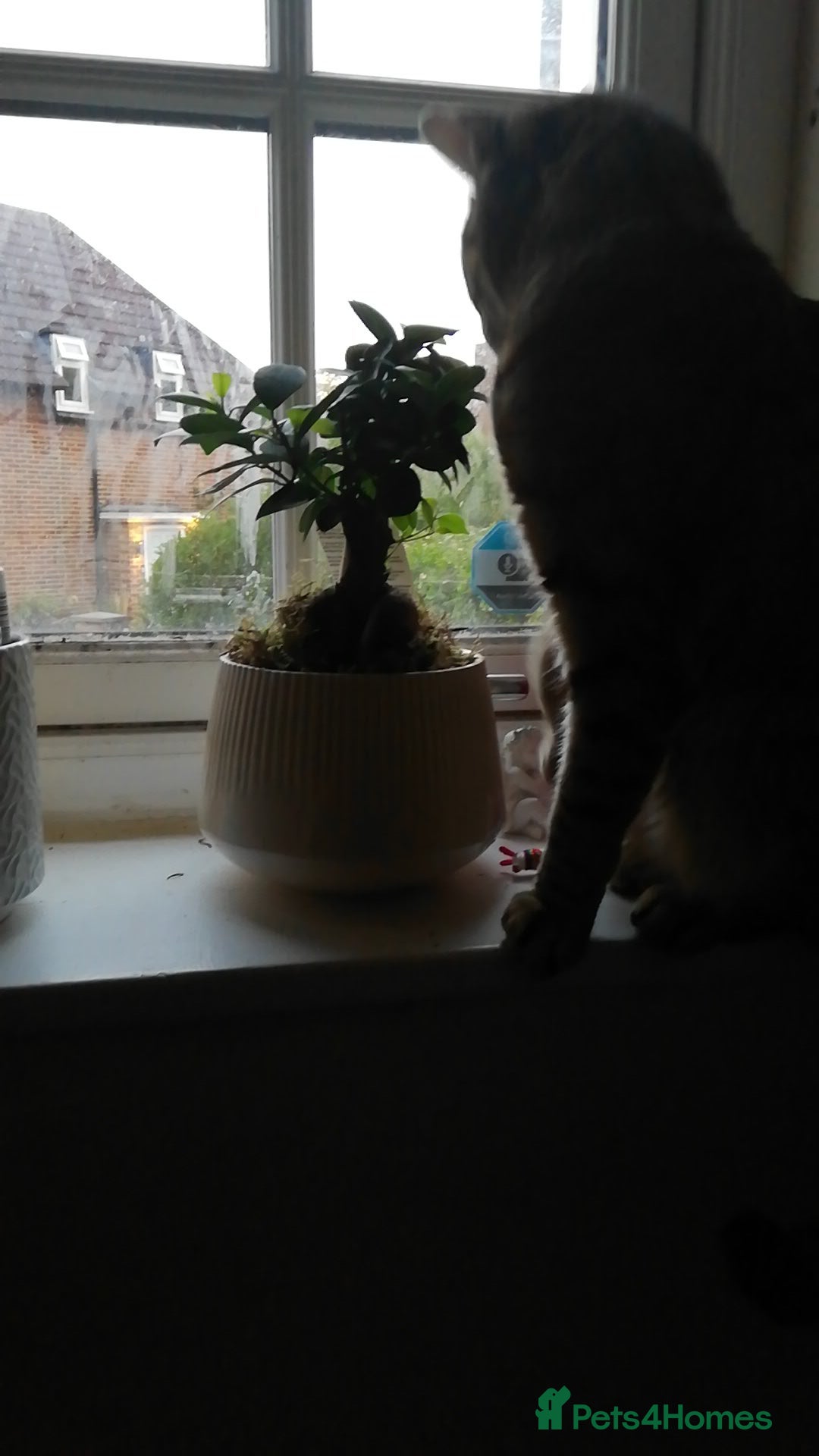 Domestic Shorthair cats for sale: Two loving young Bengal Mix Sisters - Image 13