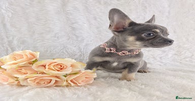 Chihuahua dogs - Advert 5