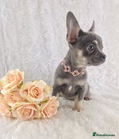 Mixed Breed dogs - Advert 12