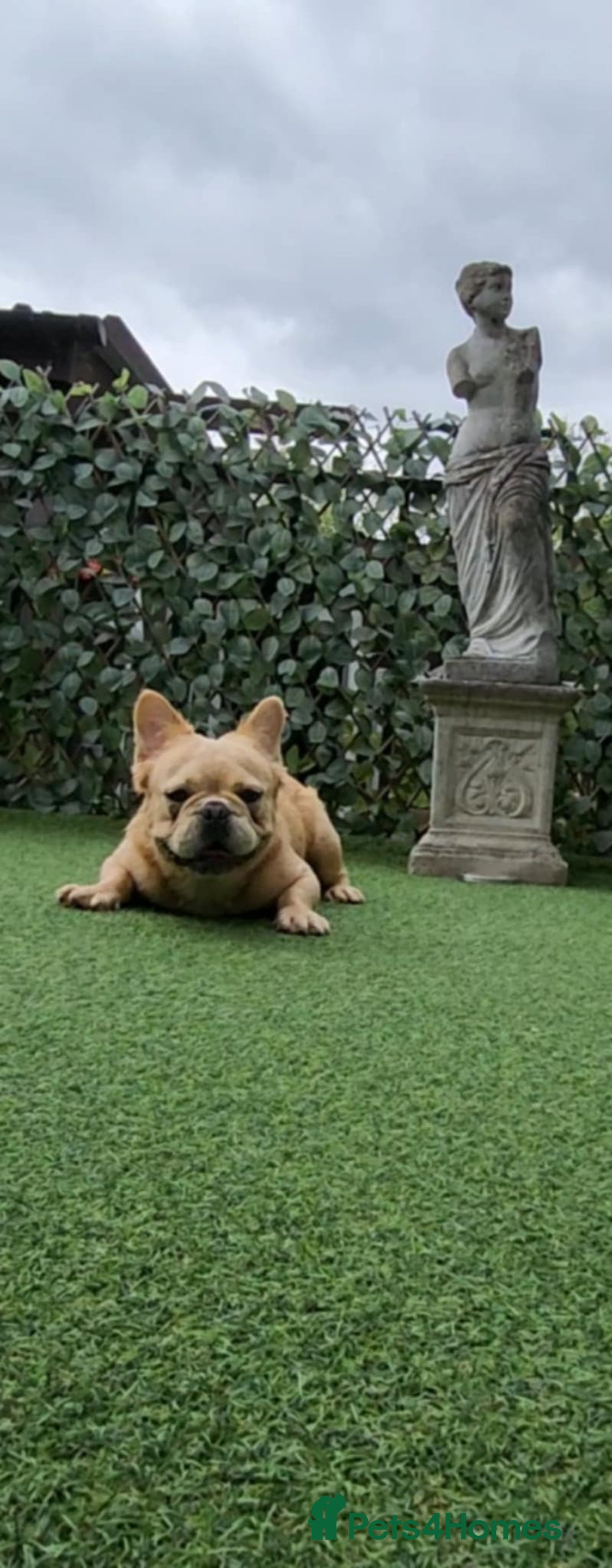 French Bulldog dogs for sale: French bulldog male - Image 10