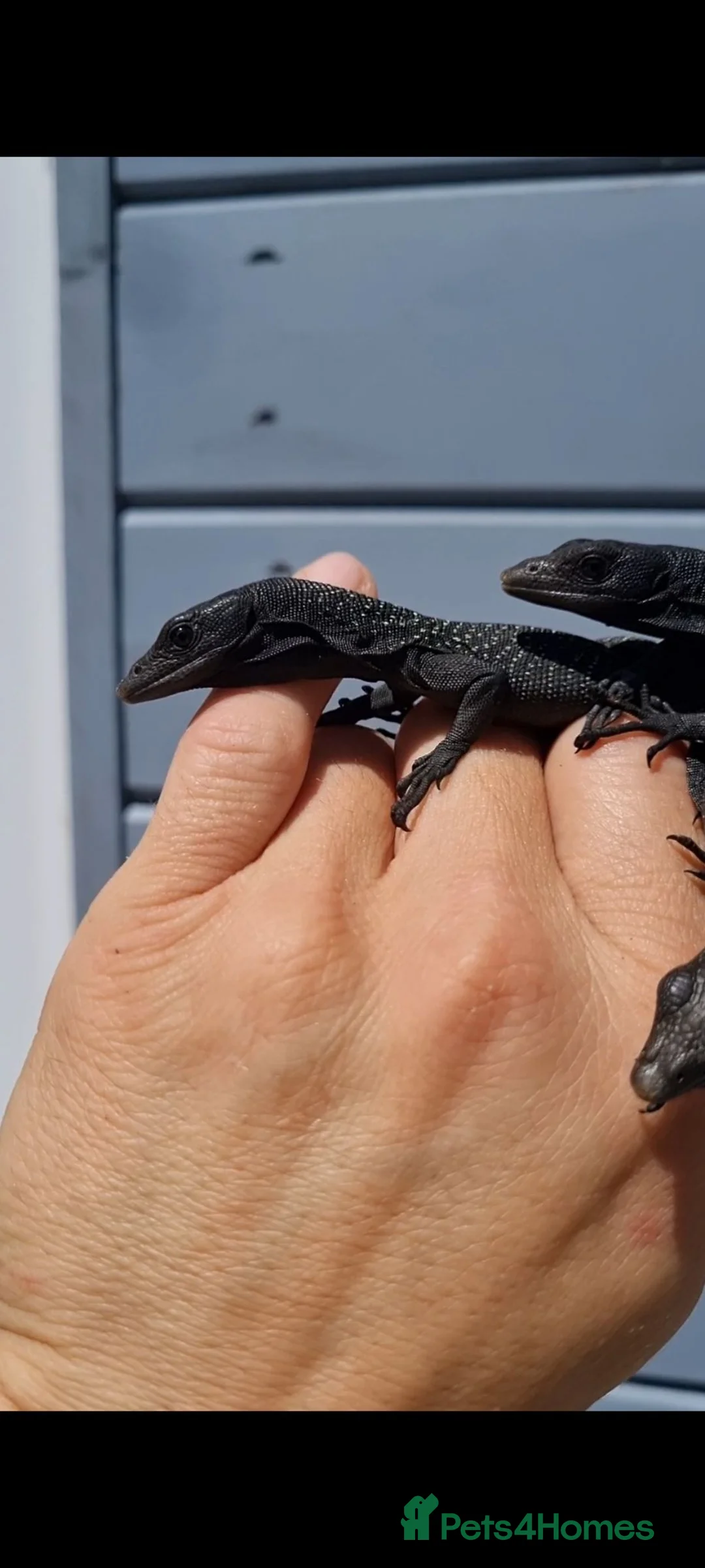 Monitor reptiles for sale: Ukcb26 varanus beccarii...black tree monitor  - Advert 4