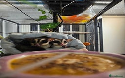 Sugar Glider rodents for sale: Stunning Male & Female Grey sugar glider pair - Advert 5