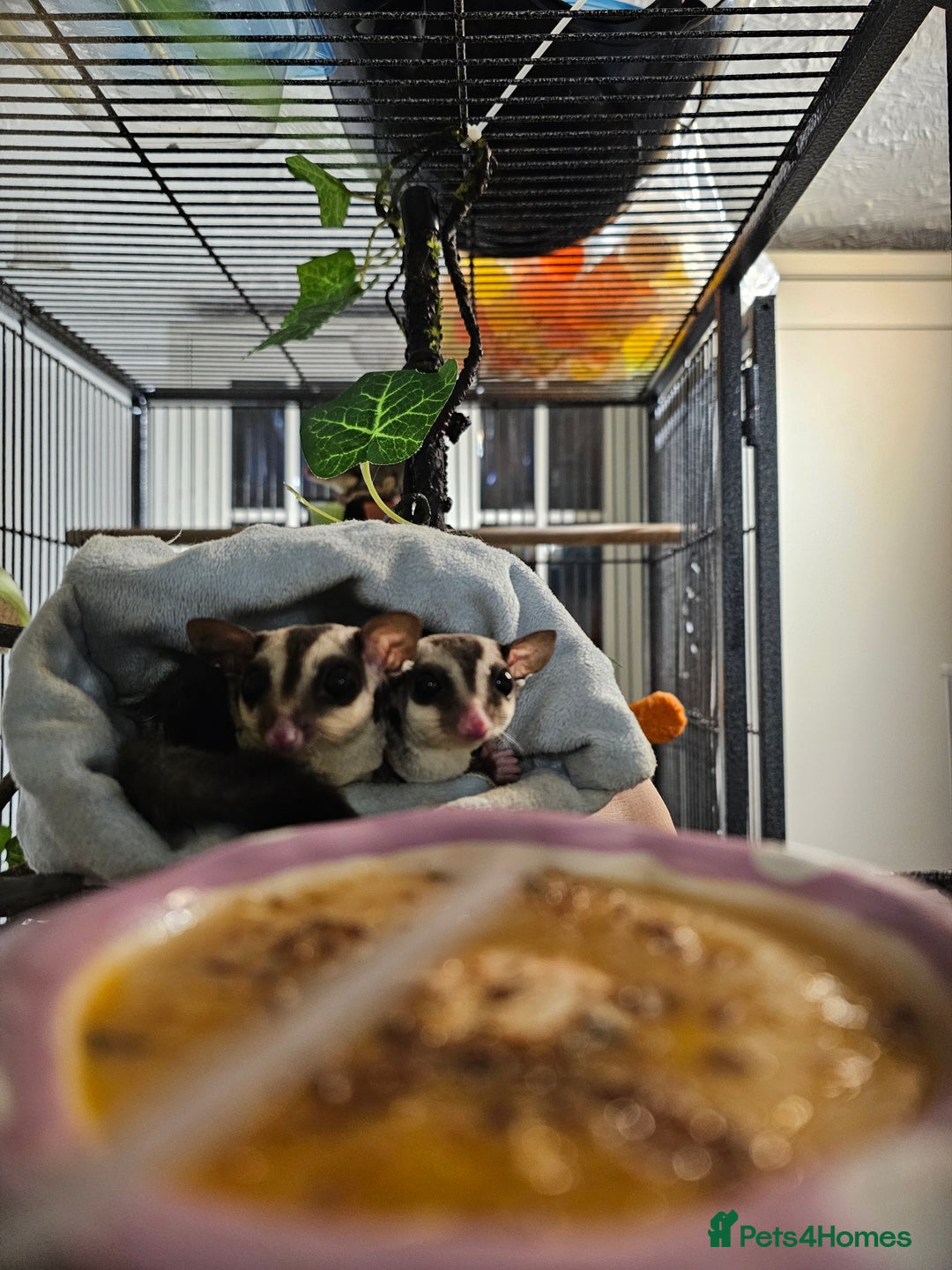 Sugar Glider rodents for sale: Stunning Male & Female Grey sugar glider pair - Advert 5