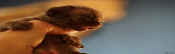Devon Rex cats for sale: ❤️ Pure Line Devon Rex Kittens Available ❤️ - Advert 22