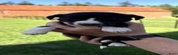 Whippet dogs for sale: Stunning Whippet Puppies for Sale in Dereham - Advert 13