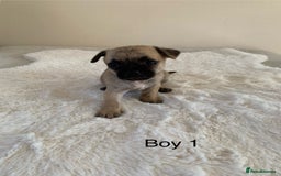 Mixed Breed dogs for sale: Chug puppies  - Image 7