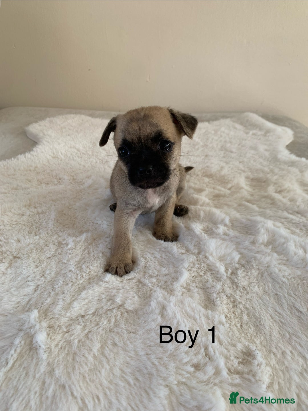 Mixed Breed dogs for sale: Chug puppies  - Image 7