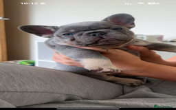 French Bulldog dogs for stud: Proven lilac & tan boy carrying cream & testable - Image 16
