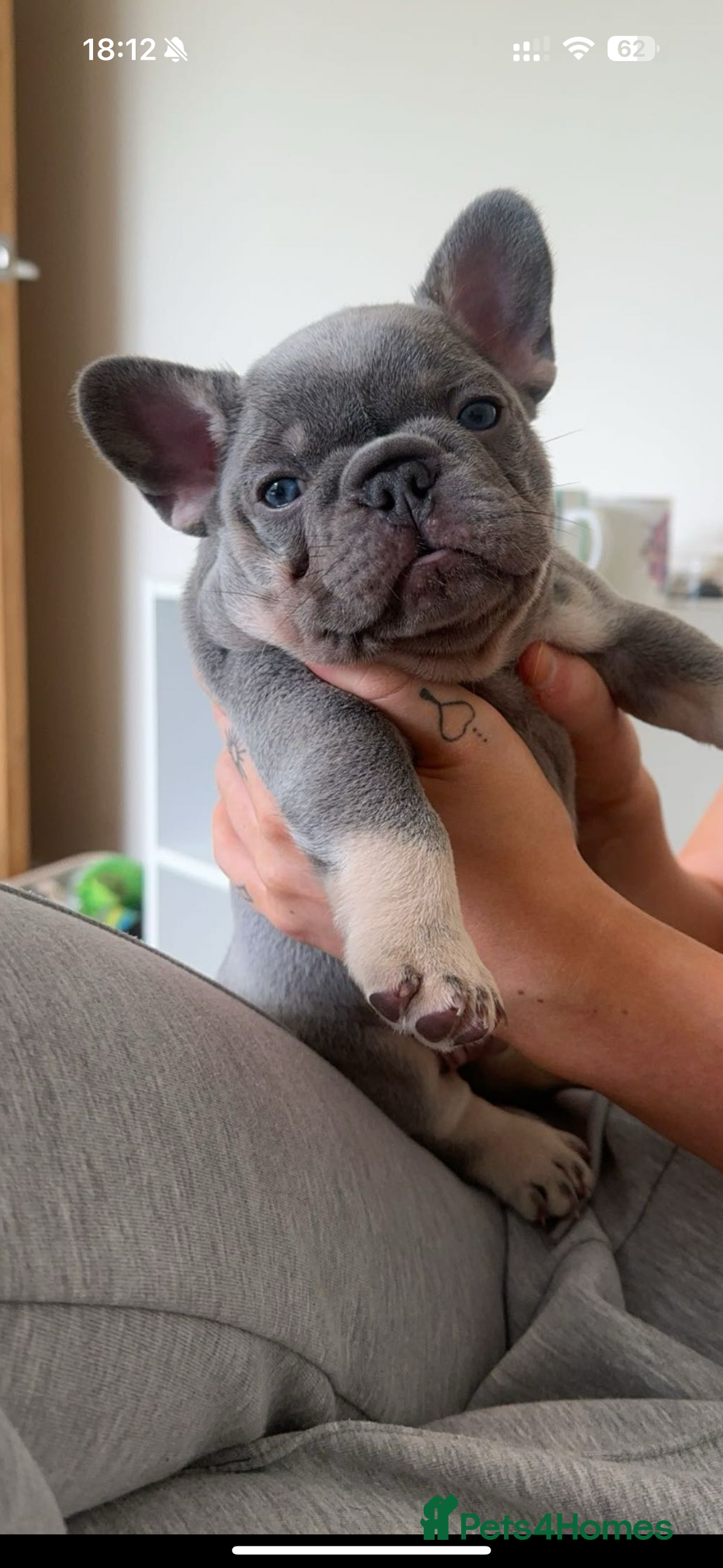 French Bulldog dogs for stud: Proven lilac & tan boy carrying cream & testable - Image 16