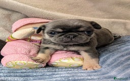 Pug dogs for sale: Quality PUG puppies. Fawn.Black and Blue/Tan - Image 17