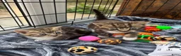 Mixed Breed cats for sale: Male tabby kittens  - Advert 3