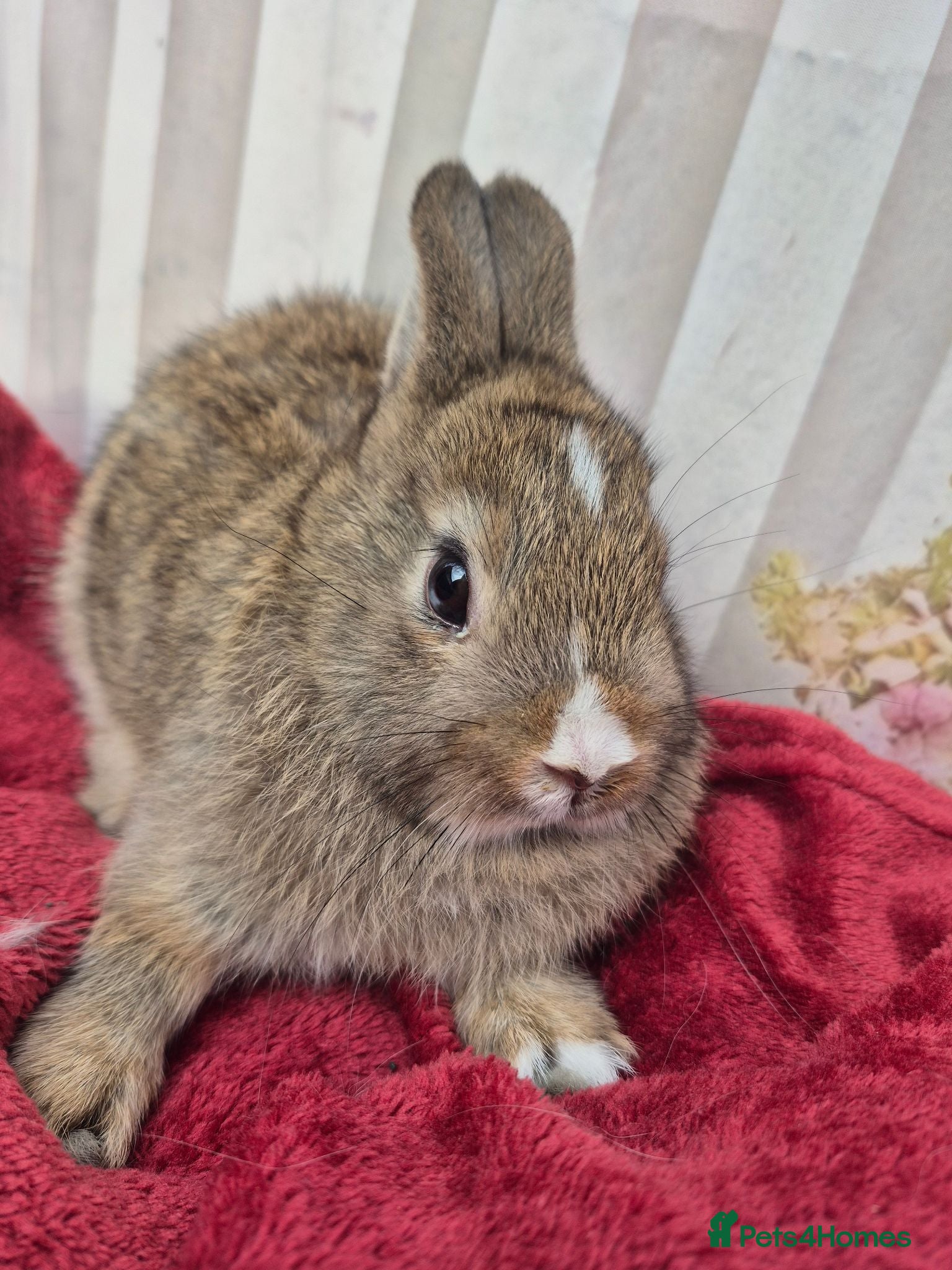 Dwarf Lop rabbits Dwarf lops - Advert 6