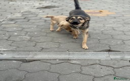 Mixed Breed dogs for adoption: MOCHI – a Superb young Girl for a Loving Home - Advert 23