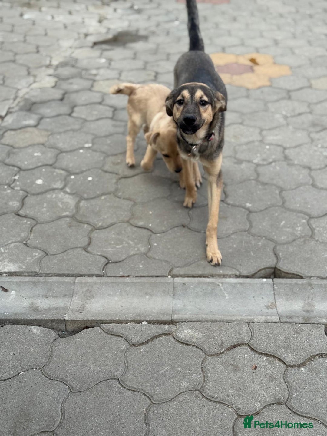 Mixed Breed dogs for adoption: MOCHI – a Superb young Girl for a Loving Home - Advert 23