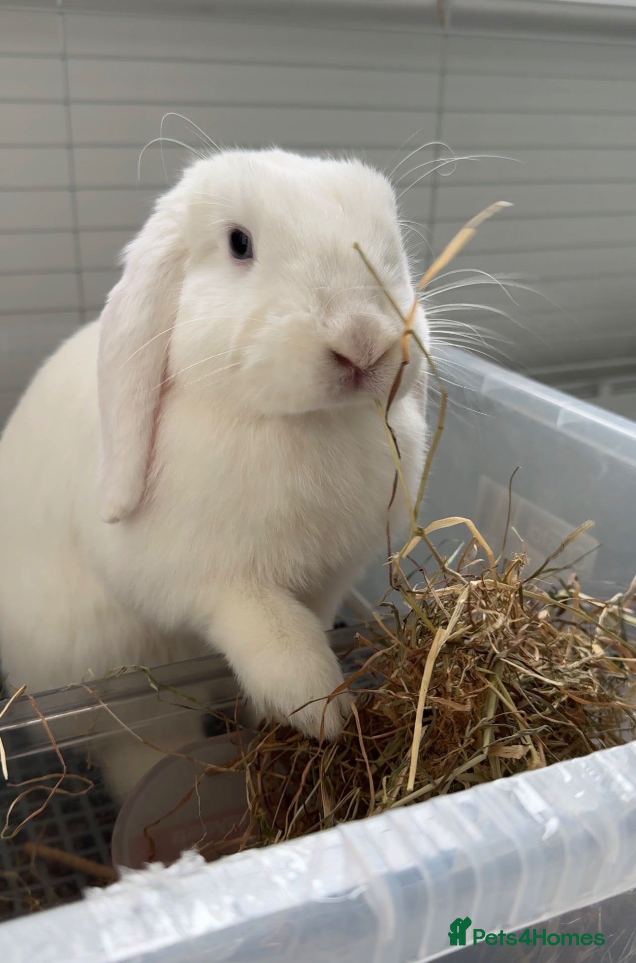 Mini Lop rabbits 17 month Female Mini lop looking for new home - Advert 1