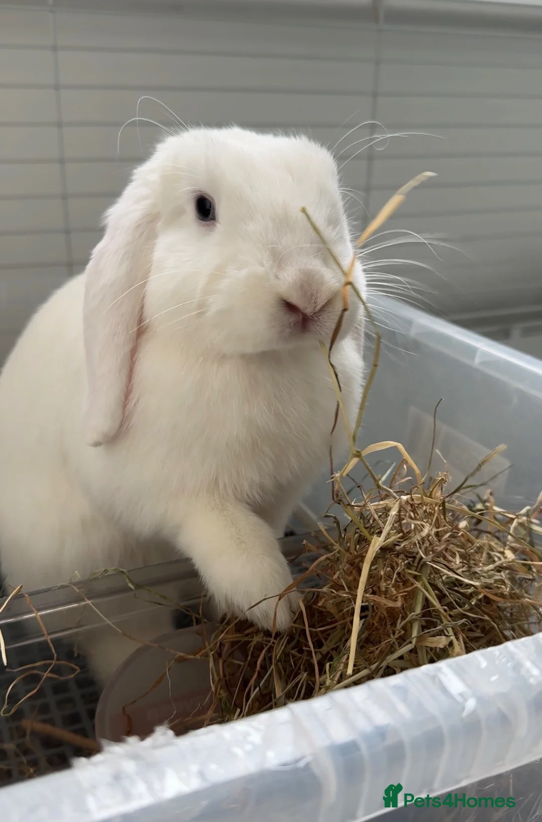 Mini Lop rabbits for sale: 17 month Female Mini lop looking for new home in Aylesbury - Advert 1
