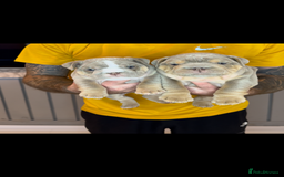 English Bulldog dogs for sale: Bulldogs ready to go!  - Image 5