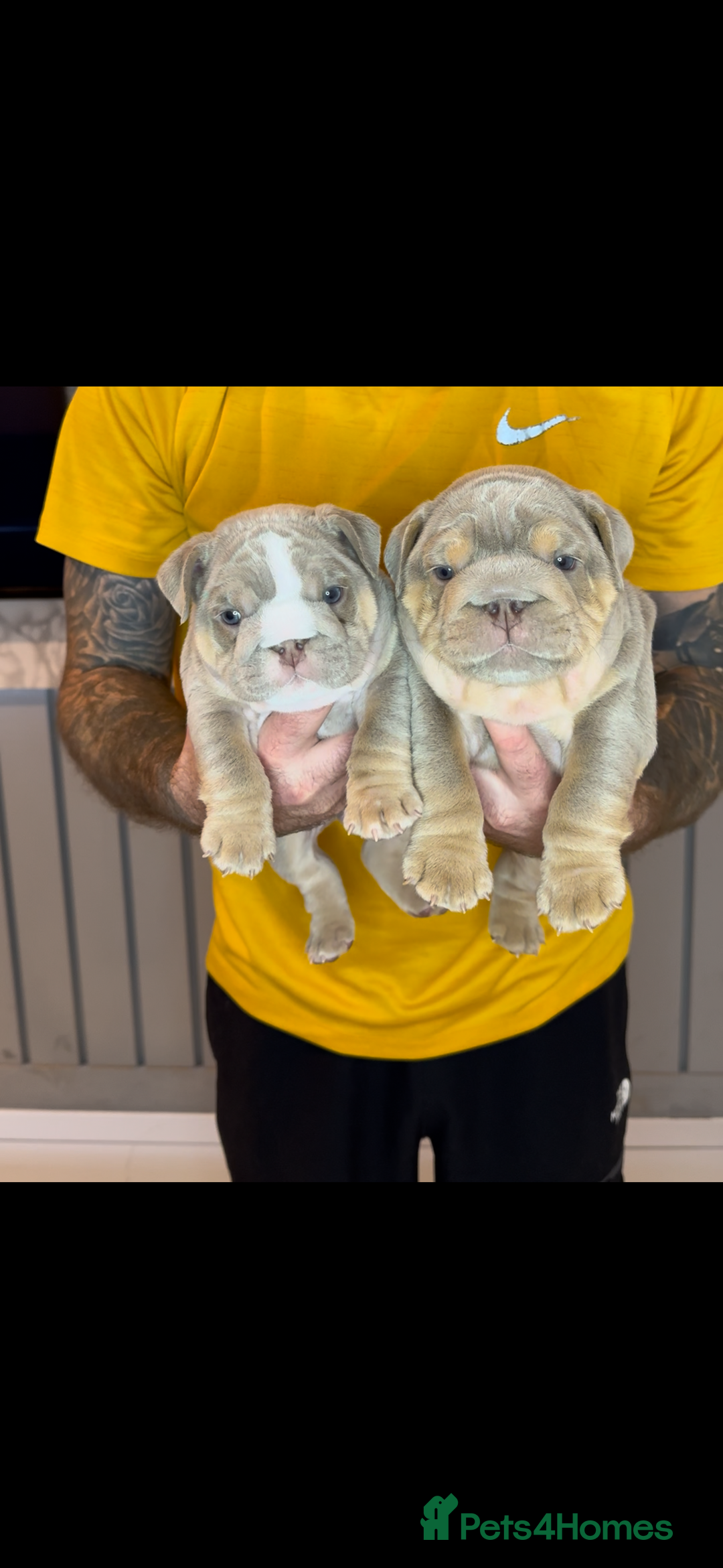 English Bulldog dogs for sale: Bulldogs ready to go!  - Image 5