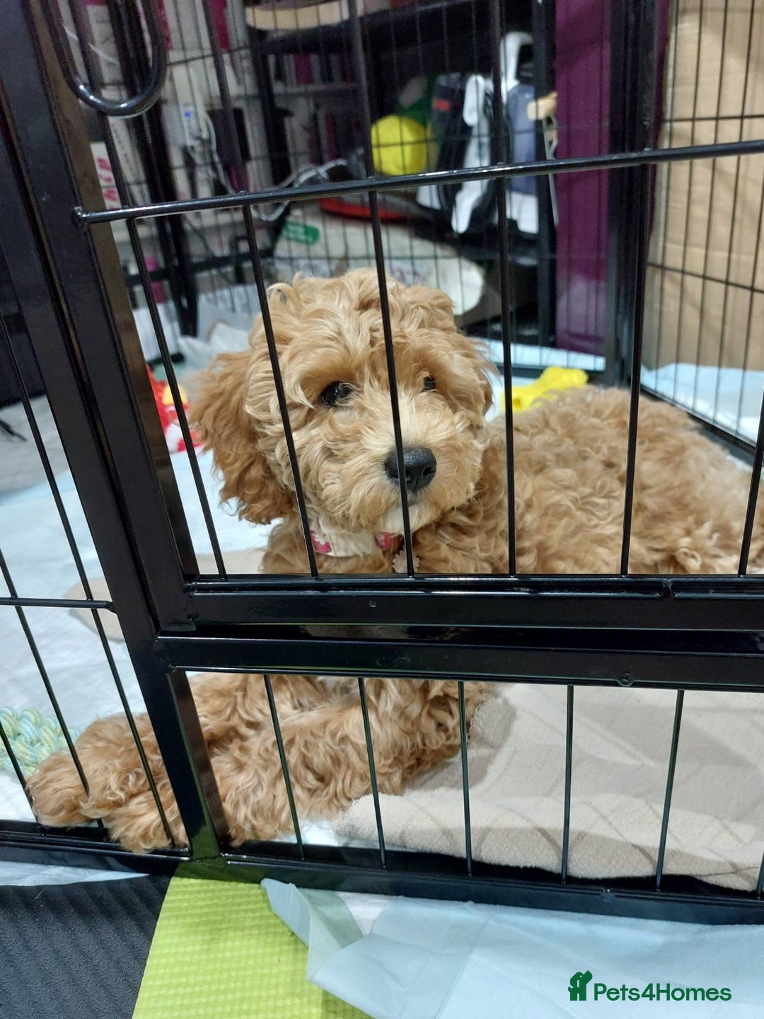 Cockapoo dogs for sale: Beautiful cockapoo girl pup - Advert 4