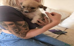 Dachshund dogs for sale: Dachshund x cavachon pups for sale - Image 15
