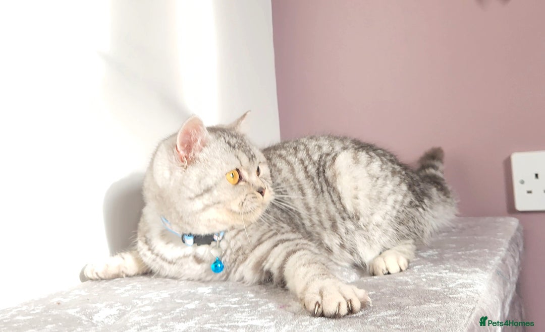 British Shorthair cats for sale: 🏆 Pedigree Silver British Shorthair Kittens 🏆 - Advert 21