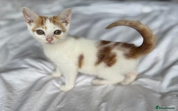 Mixed Breed cats for sale: Male female calico tortoiseshell grey kittens in Enfield - Image 12