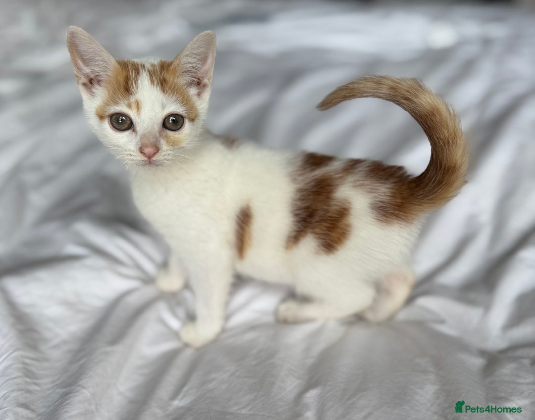Mixed Breed cats for sale: Male female calico tortoiseshell grey kittens in Enfield - Image 12