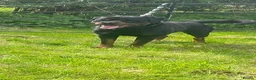 Rottweiler dogs for sale: German rottweiler pups now ready  - Advert 7