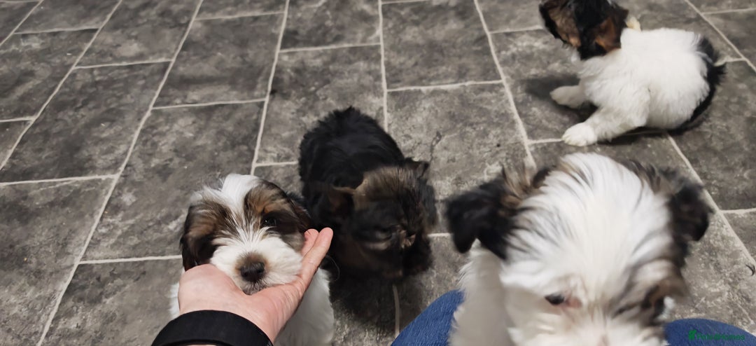 Biewer Terrier dogs for sale: Last Biewer terrier pup.Colourful Yorkshire Yorkie - Advert 8