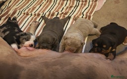 Olde English Bulldogge dogs for sale: Olde Tyme bulldogs puppies  - Image 5