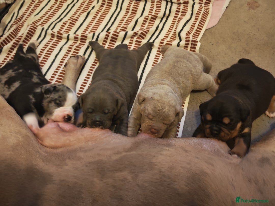 Olde English Bulldogge dogs for sale: Olde Tyme bulldogs puppies  - Image 5