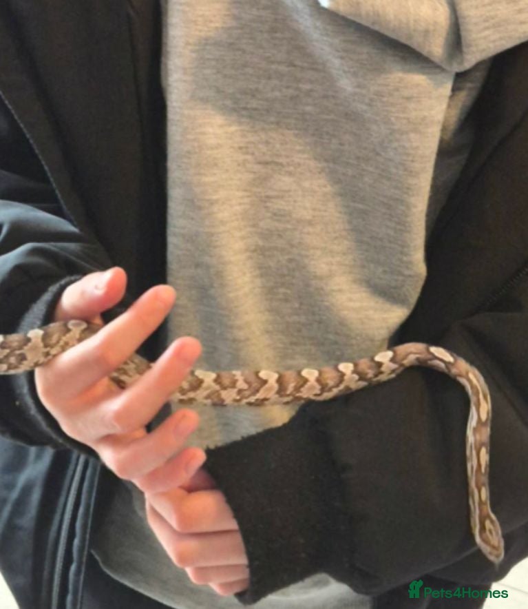 Corn Snake reptiles Beautiful Ghost Corn Snake - Advert 1